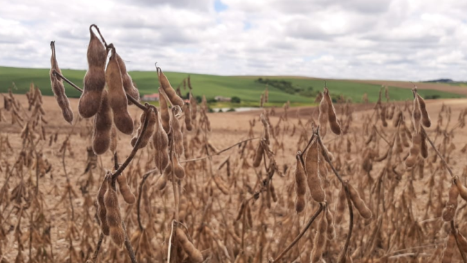 Soja recua em Chicago nesta 5ª feira e mercado volta os olhos para o USDA Outlook Forum