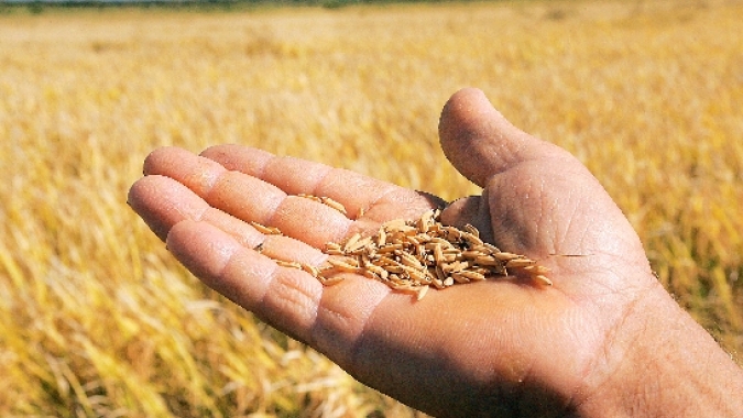 USDA: Vendas semanais de trigo 21/22 dos EUA caíram para 308,30 mil t