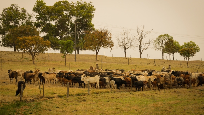 Alta nos custos da alimentação deve comprometer as margens de lucro do pecuarista em 2021, aponta CNA