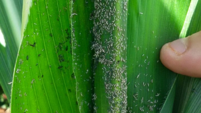 Híbrido tolerante ao pulgão é aposta da Corteva Agriscience para a cultura do Sorgo na próxima safra