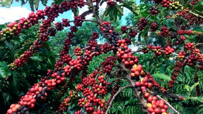 Café: Bolsas de Nova York e Londres mantêm apenas quedas técnicas nesta 2ª feira