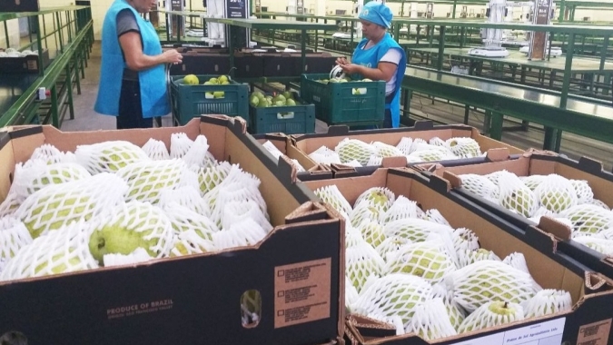 Pesquisa viabiliza cultivo de pera no sertão e produção já atinge mercado do sul do país