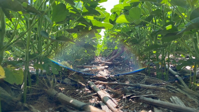 Imea eleva previsão de área da nova safra de soja de Mato Grosso