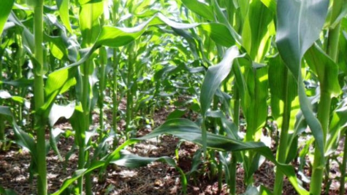Imea estima aumento no plantio de milho em Mato Grosso, mas produção menor