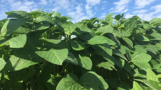 Sinop/MT avança na colheita da soja e espera boa produtividade