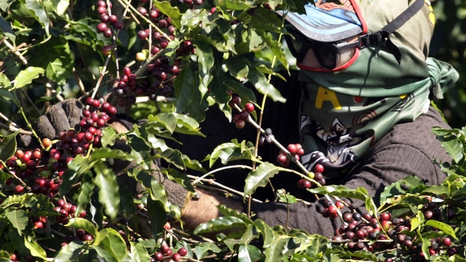 Colheita do café chega a 71% até 21 de julho, aponta Safras