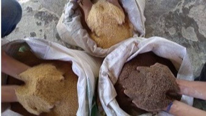 Torta de babaçu melhora a qualidade da carne de caprinos