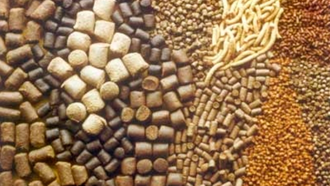 Custo elevado? Ainda bem que hoje se produz mais carne com menor consumo de ração que há uma década