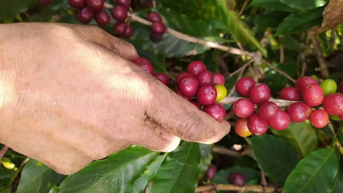 Café: Sem novidades, Nova York mantém desvalorização técnica e Londres opera com estabilidade nesta 6ª feira