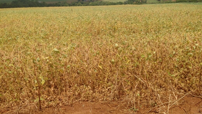 Ministério vai repassar R$ 2 milhões para plantio de forragem no Rio Grande do Sul