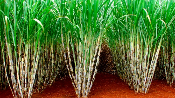 Tereos inicia safra 21/22 de cana em meio impactos da seca em todo o Centro-Sul