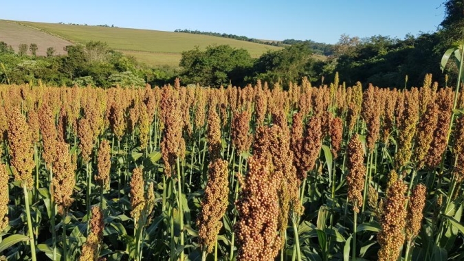 Mapeamento do agro revela o protagonismo do setor na economia goiana