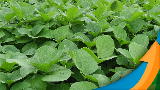 Chuva volta à Santa Catarina e lavouras de soja ainda podem se recuperar