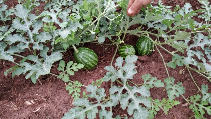 “Case Local” transforma-se em estudo nacional do zoneamento de risco climático para melancia