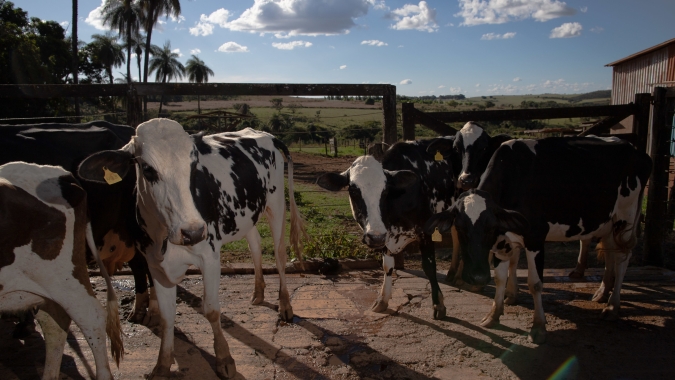 CNA mostra benefícios da rastreabilidade bovina para a gestão da propriedade rural