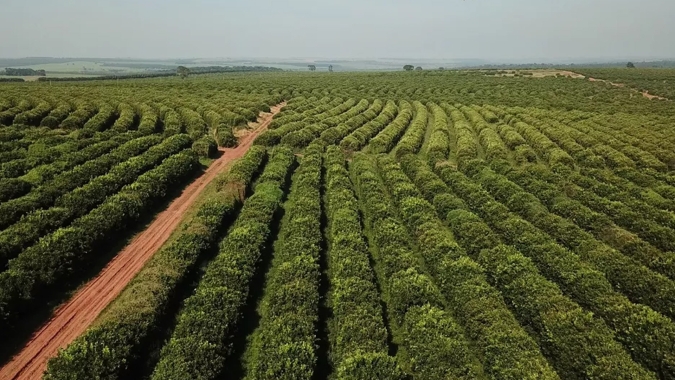 Café fecha em queda com pressão de safra brasileira e aumento da oferta global