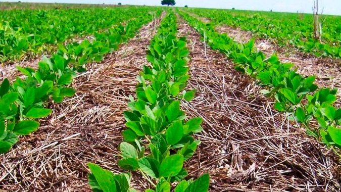 Safra de soja em Santa Catarina/SC já perdeu, pelo menos, 10% de produtividade e milho tem quebra ainda maior