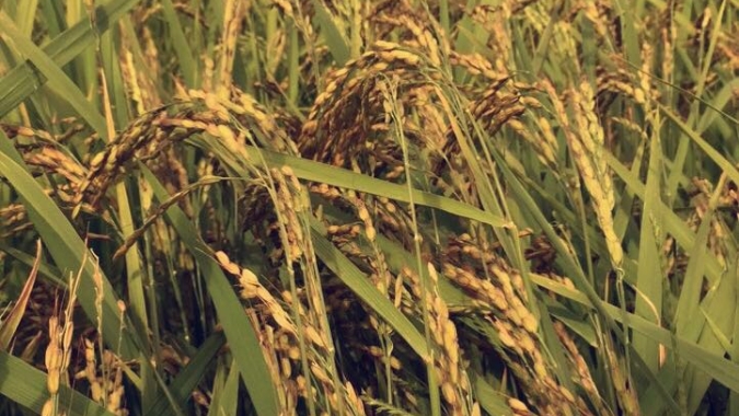 Índia aumenta preço de compra do arroz em 3%, menor aumento em cinco anos