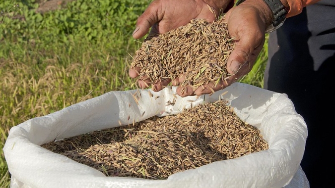 FEDERARROZ: Azonasul aprova protocolos para Abertura da Colheita do Arroz