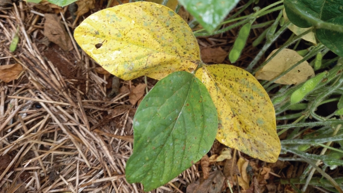 Tratamento biológico de sementes da soja contra a Ferrugem possibilita ganho médio de 4 sacas por hectare