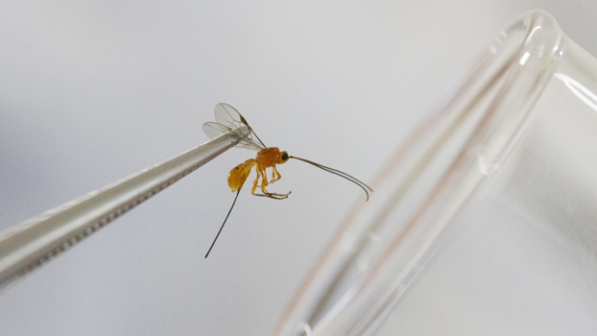 Vespas nativas são usadas para controlar mosca-das-frutas