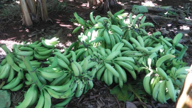 Cultivo de banana da terra em sistema adensado pode obter aumento de até 75% na produtividade