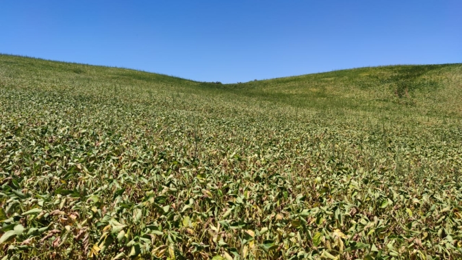 RS colheu 50% da área de milho e 2% da soja, afirma Emater