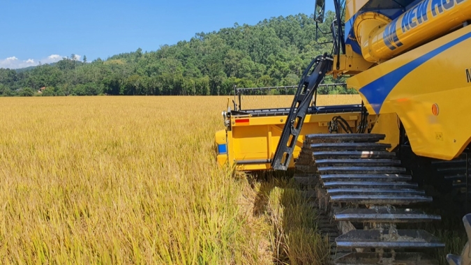 Santa Catarina dá início à colheita do arroz com lançamento de novo cultivar