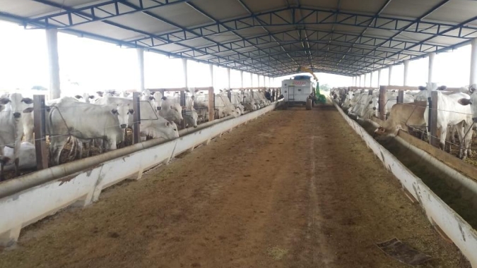 Projeto de confinamento de bovinos da Empaer atrai produtores que desejam investir na tecnologia