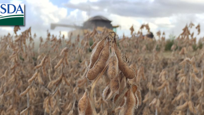 USDA: Vendas semanais de soja dos EUA ficam acima do esperado com mais de 2,6 mi de t