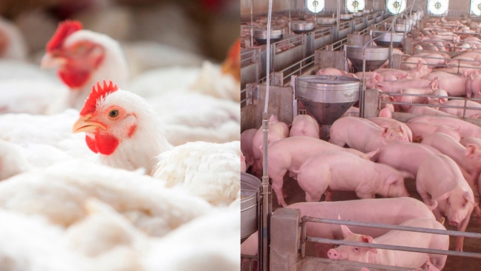 BRF e JBS têm aprovação da África do Sul para ampliar exportação de frango e suínos