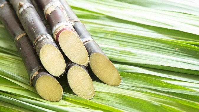 Usinas de cana-de-açúcar são tema de nova pesquisa de campo em GO