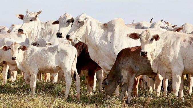 Boi/Cepea: Cenário atual desanima confinador
