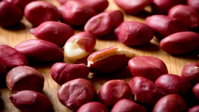 Avanço do amendoim: produtores investem na cultura e garantem alta valorização do mercado