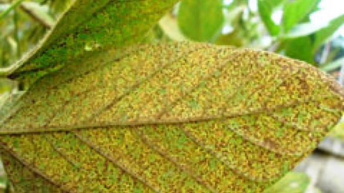RS: Chuvas e temperaturas altas favoreceram a ocorrência de ferrugem asiática da soja na safra 2023/2024