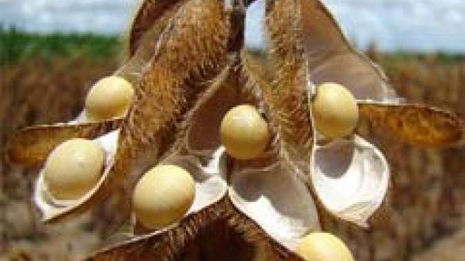Safras & Mercado vê exportação de soja do Brasil em 2022 em recorde de 90 mi t