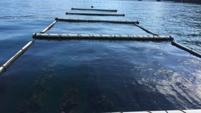 SP: Secretaria de Agricultura apresenta sucesso das pesquisas com algas marinhas