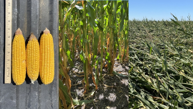 Crop Tour ProFarmer chega a Iowa e começa relatar perdas causadas pela tempestade