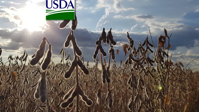 USDA informa nova venda de soja 2021/22 nesta 2ª feira