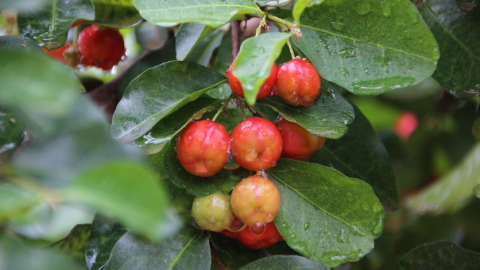 Pesquisa inédita identifica três variedades de acerola para cultivo na Alta Paulista