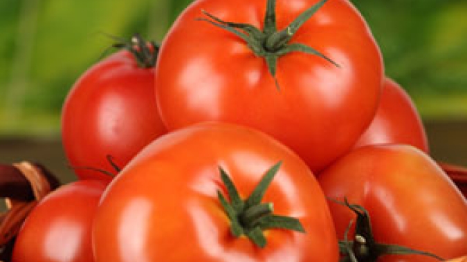 Pesquisadores identificam fungos que estimulam o crescimento de tomate