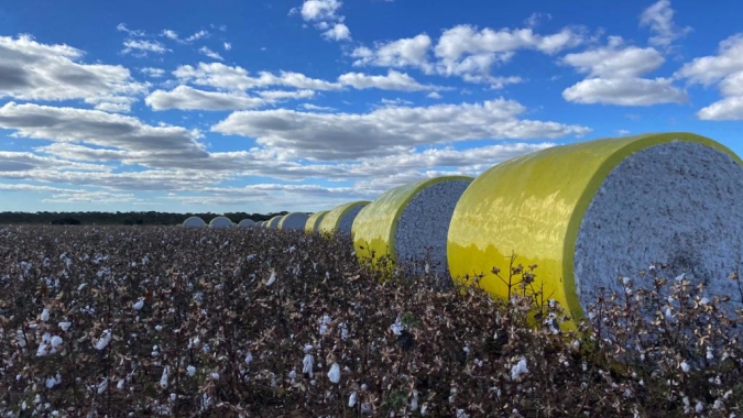 Produção de algodão no Brasil deve cair 10% em 2020/21, diz USDA