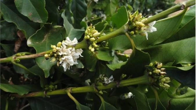 Cooxupé: Florada não foi regular, temperaturas preocupam e falar em super safra em 2024 é irresponsabilidade