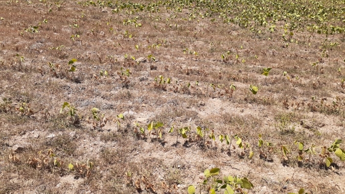Estiagem prejudica lavouras em Santa Catarina e produtividade será menor para soja e milho