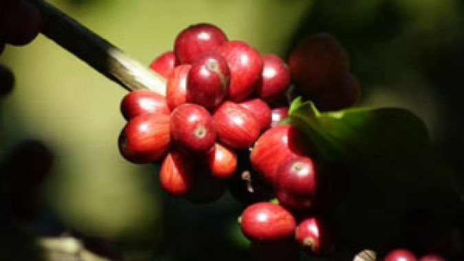 Brasil na liderança do fornecimento global de cafés sustentáveis, por Marcos Matos e Silvia Pizzol