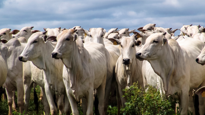 Goiás possui 2º maior rebanho bovino do Brasil