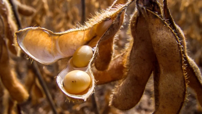 Soja tem leves altas à espera do novo USDA nesta 2ª feira e de olho no clima dos EUA