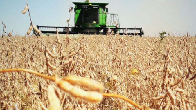 Colheita de soja eleva expectativa de produção brasileira