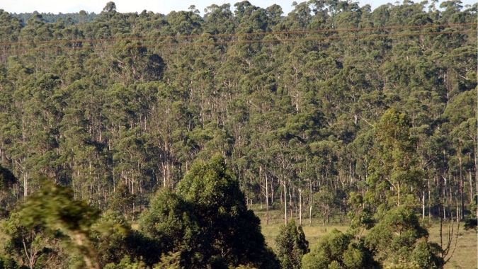 Silvicultura mineira ganha Plano Estadual Agrícola de Florestas Plantadas