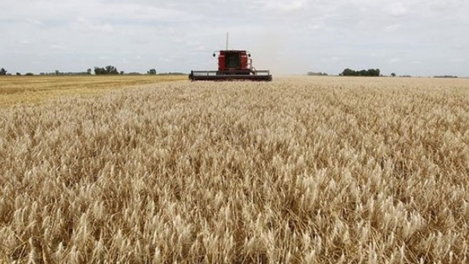 Ventos polares podem intensificar tempo seco na Argentina, afetando trigo e milho